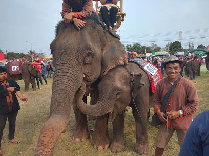 Festival of elephants